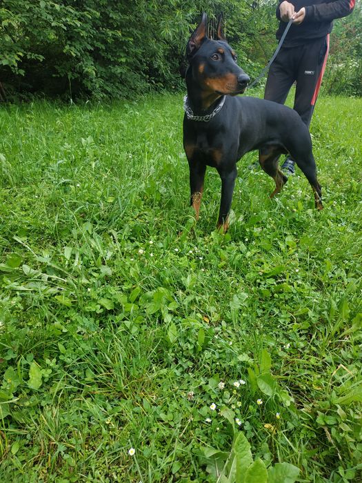 Доберман,Злучка..