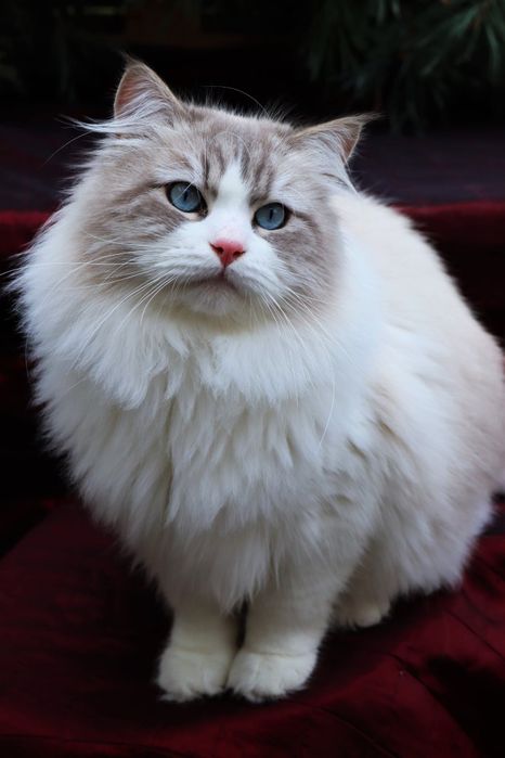 Piękny Kocurek Neva Masquerade po International Champion