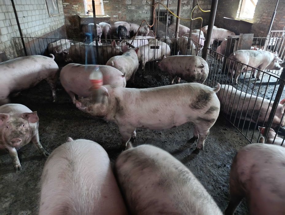 Продам свиней живою вагою