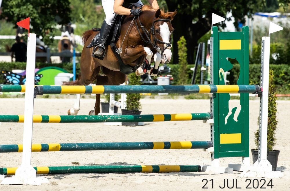 Wybitna klacz arabska (kuc) | Na MATKĘ