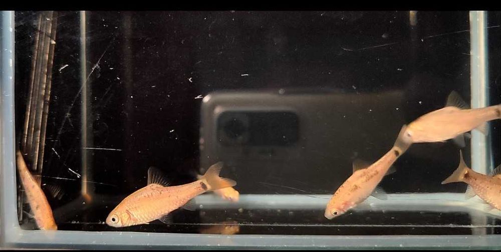 Paletka Red melon hodowla legalna wysyłka