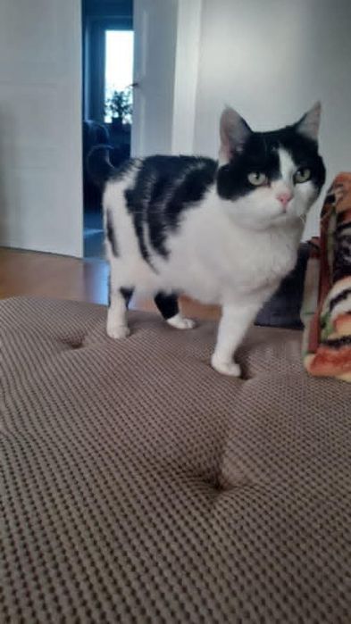 Oreo szuka kochającego domku.