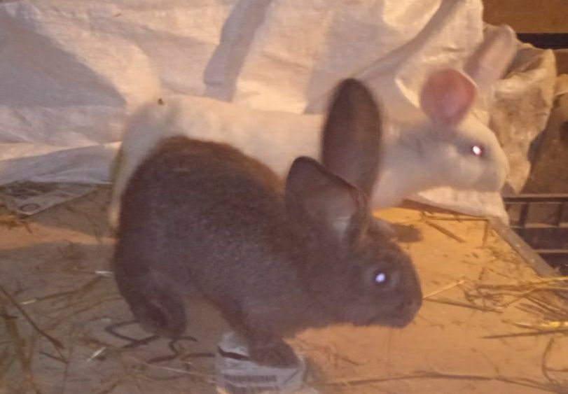 Króliki  3kg do dalszej hodowli