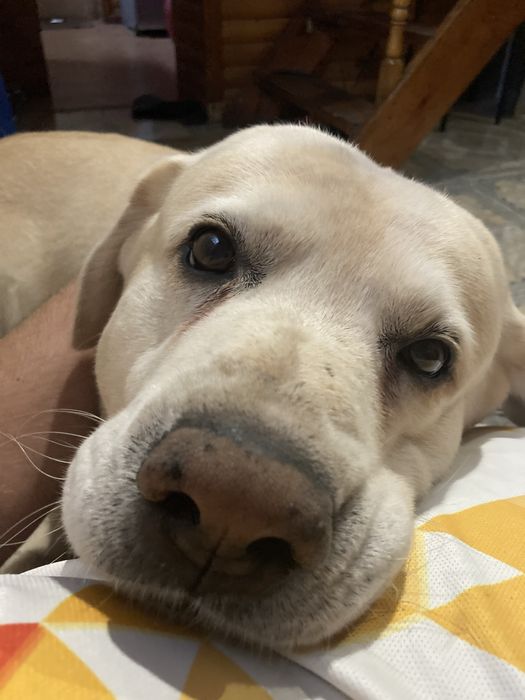 Перетримка,передержка, для котів та собак