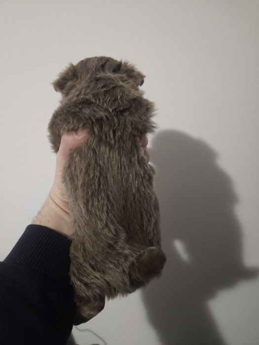 Chihuahua femea  creme  pelo comprido com lop e afixo