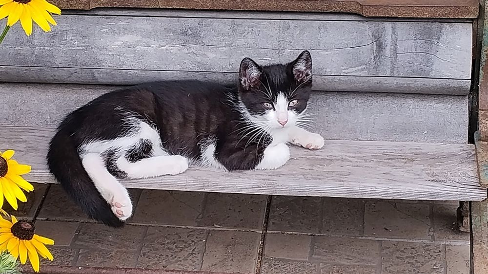 Kotek, kotka  do adopcji