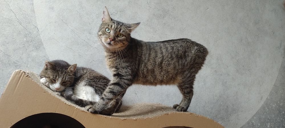 4- latek potrzebuje domu