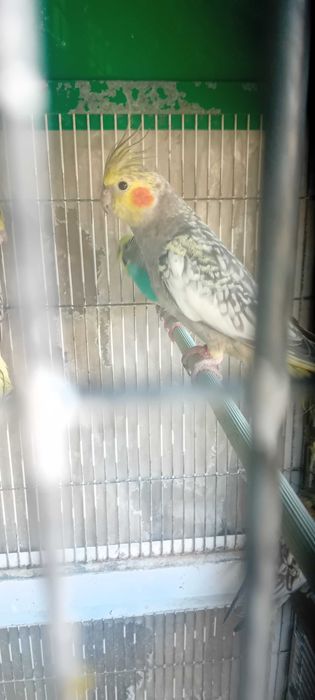 Vendo Caturras deste ano