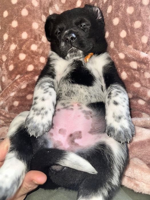 Цуценя дівчинка 2 місяці