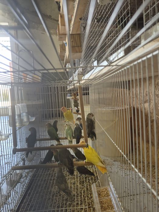 Agapornis todos deste ano