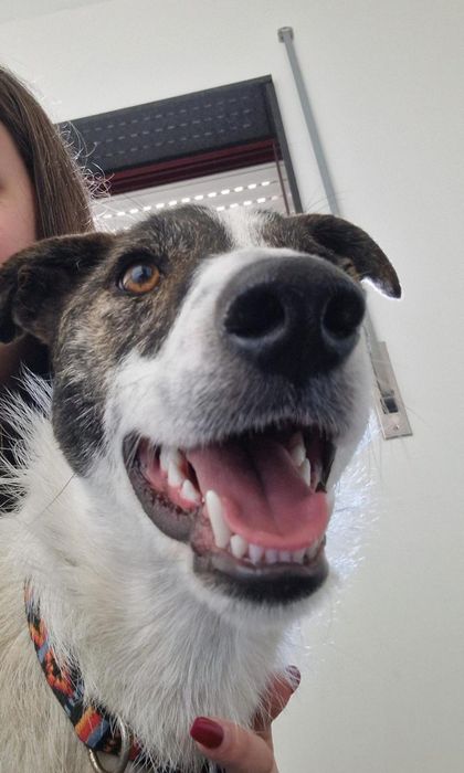 O melhor cão do mundo para adoção responsável