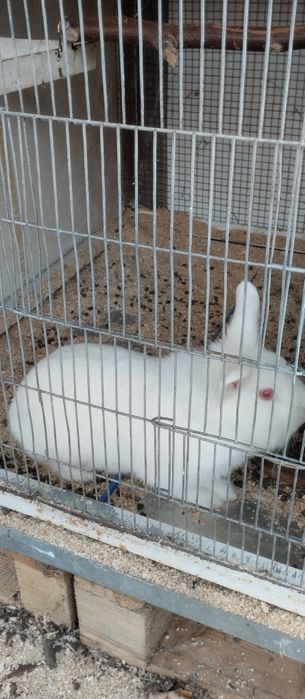 Coelhos anões novos