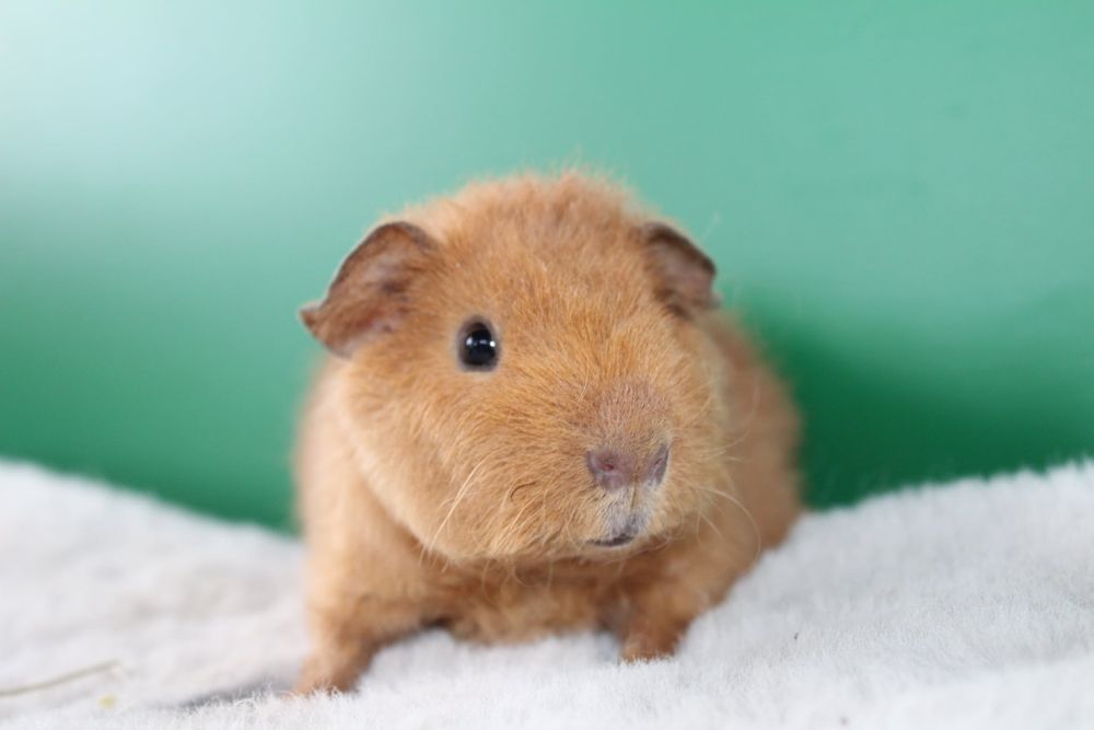 Us Teddy, świnka morska. Cavia domowa samce