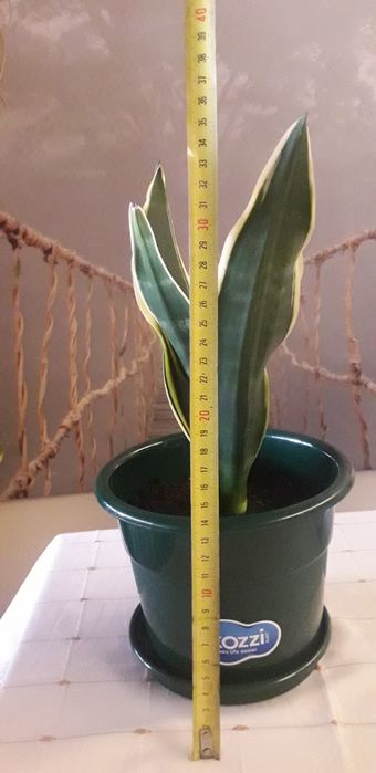 Planta espada de Santa Bárbara e São Jorge