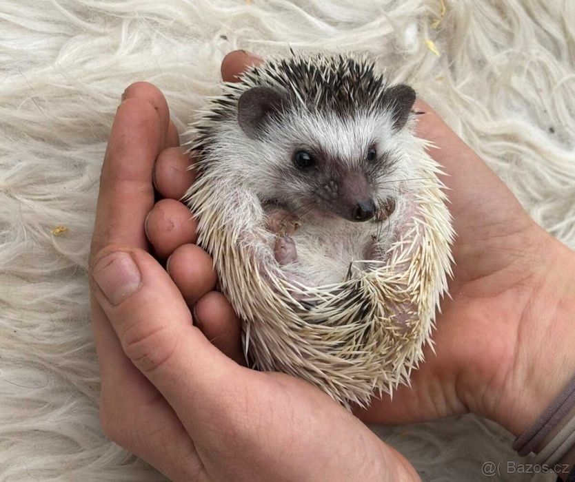 Jeż Pigmejski - młode jeżyki zmienią dom- transport po całej Polsce