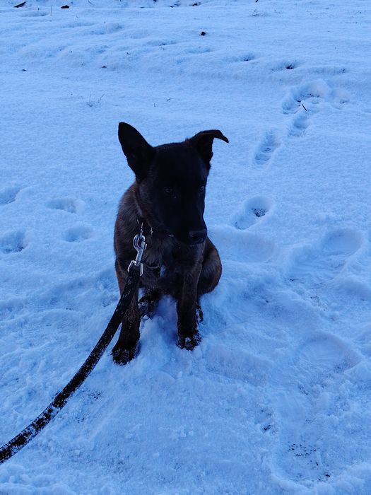 Owczarek Holenderski