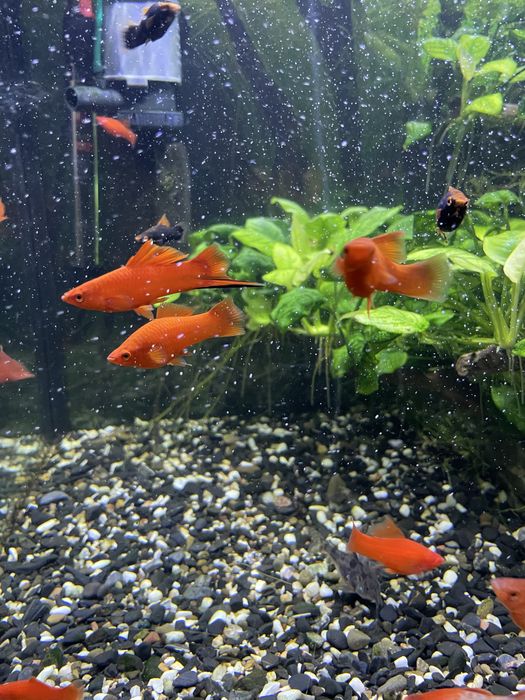 Мечоносець червоний та чорний