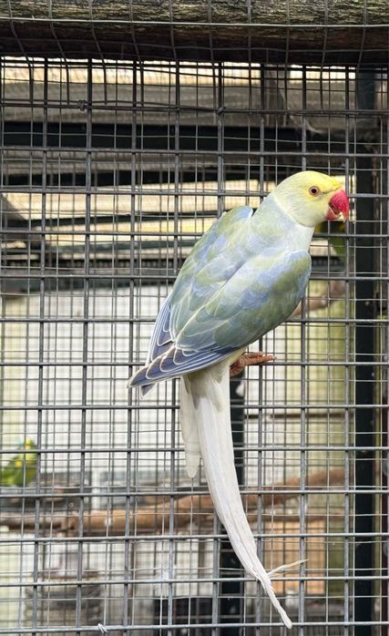 Violeta Turquesa Cc Macho 2024