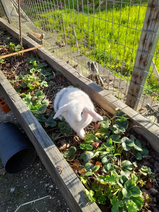 Coelhos anões Mini Lop