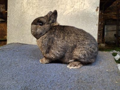 Królik WJS Wn Pc i karzełki