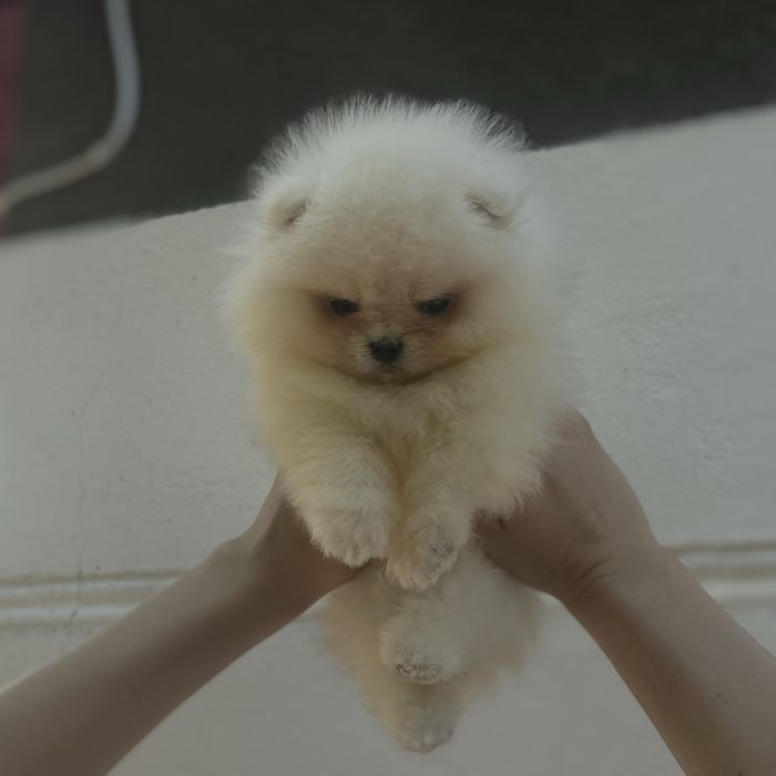 Ведмедик шоу класу хлопчик