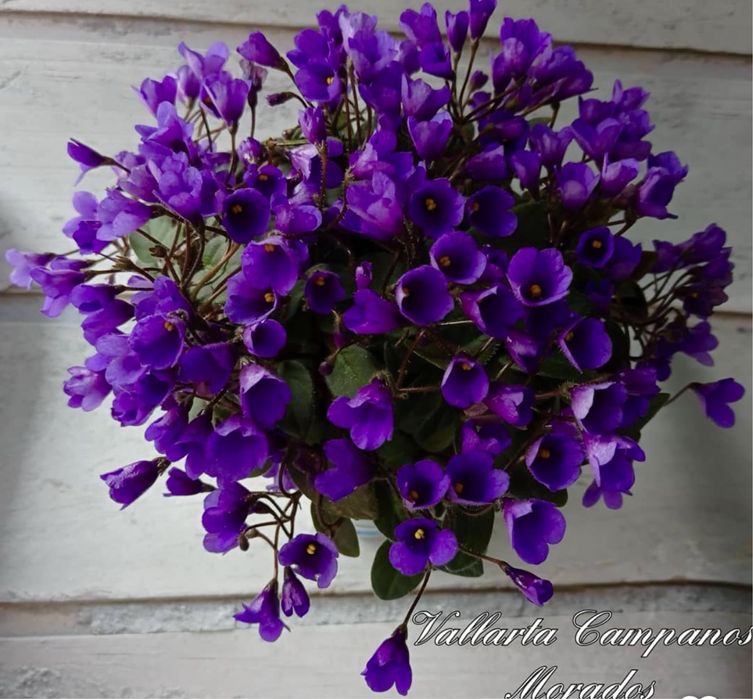 Міні фіалки, дітки фіалок, мікро фіалки, мини фиалки, сенполия