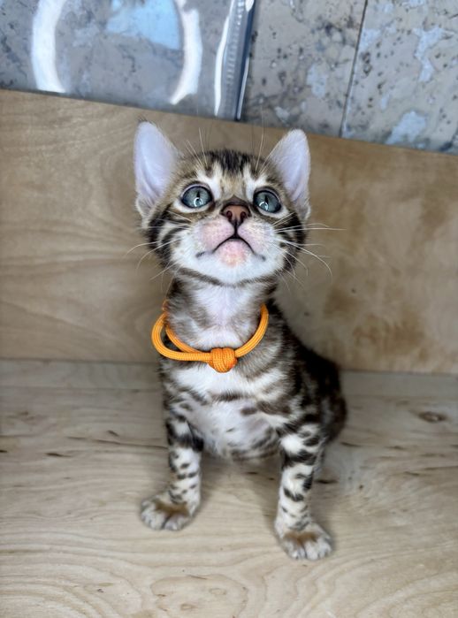 Kocurek Bengalski - Falco Facekot*PL