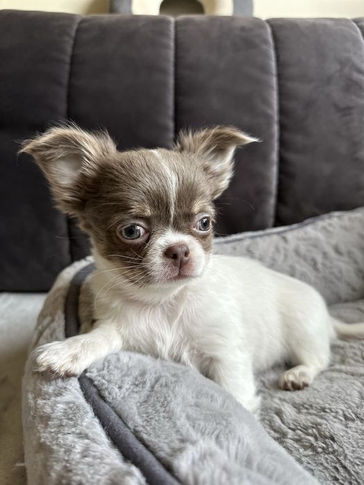 Dziewczyna  Chihuahua