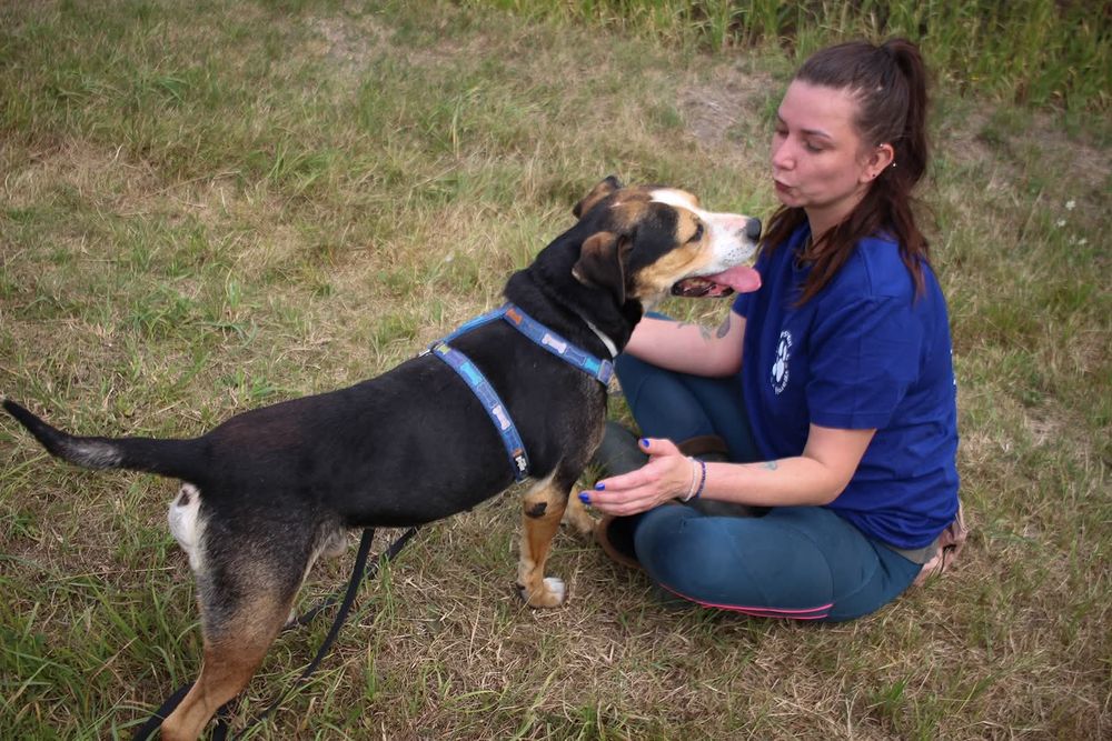 Falko, pies z duszą aniola blaga o dom