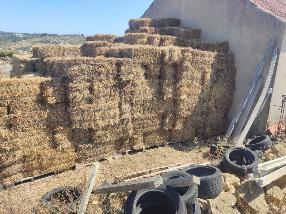 Fardos de feno nascidiço