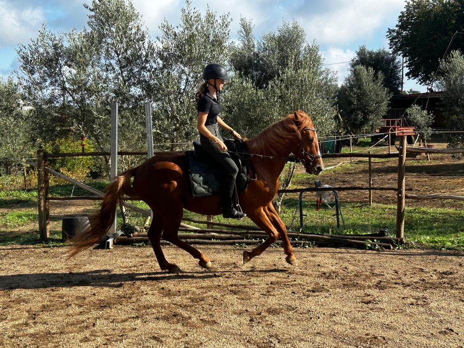 Horse for sale/cavalo a vende
