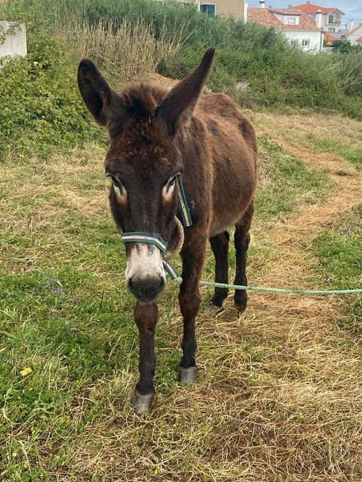 Burros e burras mansos