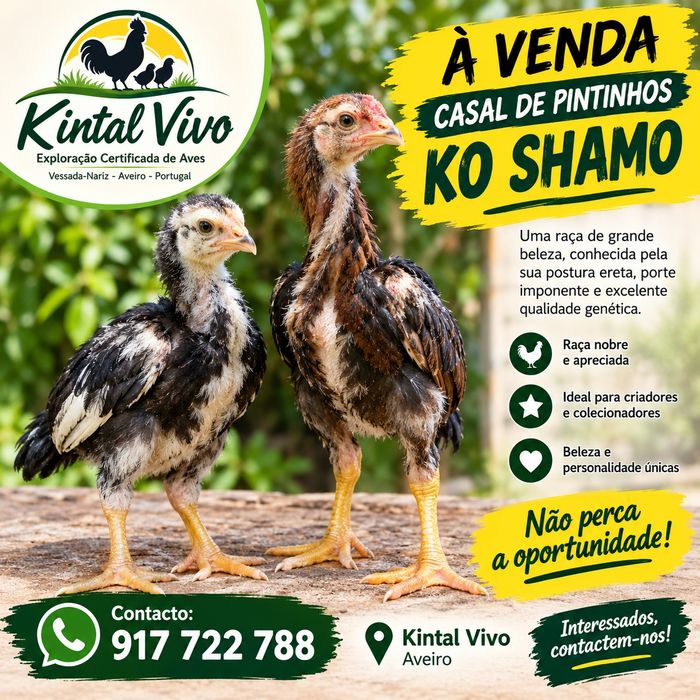 Casal Ko Shamos 1 mês