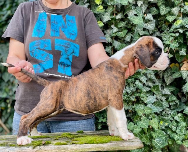 Боксер. Тигрова дівченка.