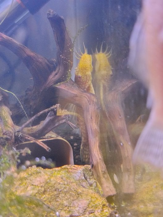 Casal ancistrus albinos