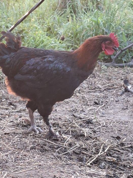 Koguty marans i inne 7 miesięczne