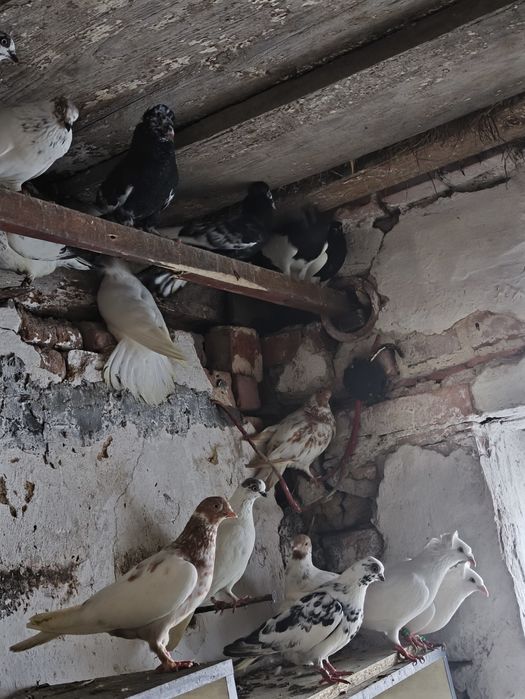 Winerki Budapeszty gołębie rasowe młode