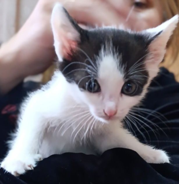 Шукає дім кошеня-дівчинка