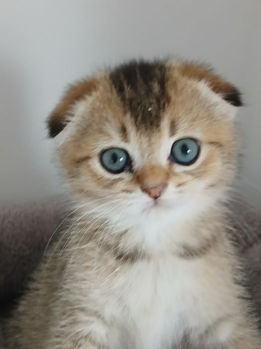 Scottish Fold Macho