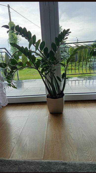 Piękny duży kwiat