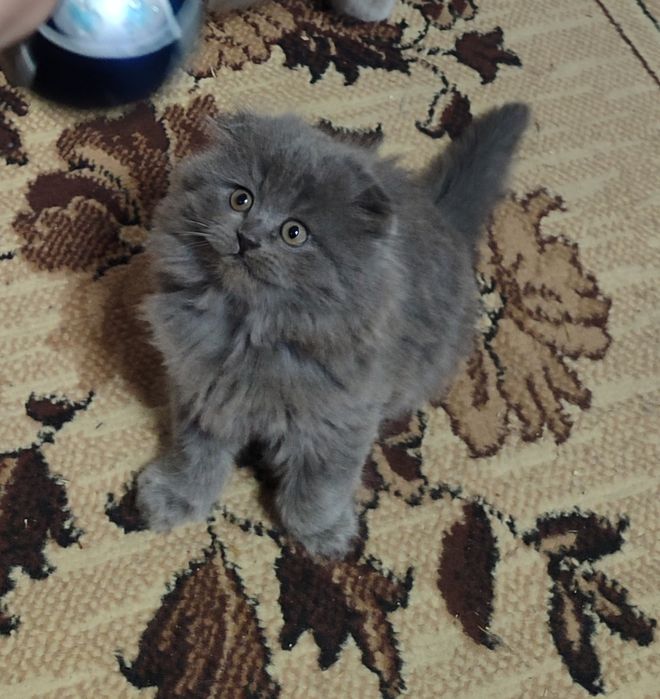 Шотландські кошенята