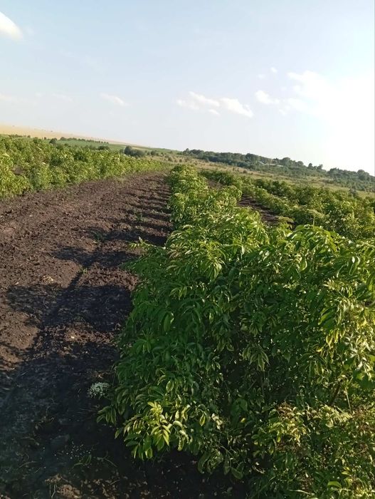 саджанці Бузини Сампо (Sampo)