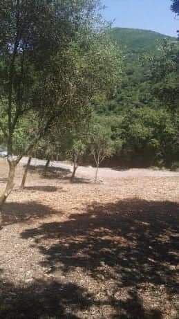 Limpeza de terrenos abate de árvores