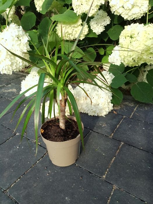 Dracena 2 sztuki trzypędowa i dwupędowa