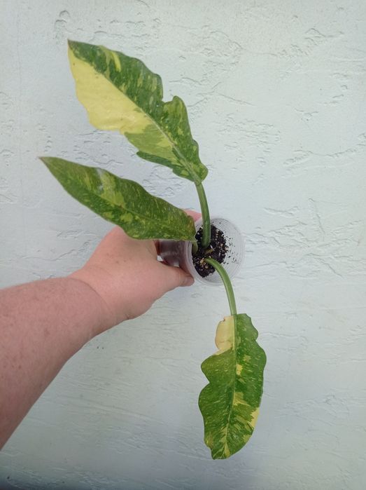 Филодендрон Бурле макс Ринг оф файер Замиокулькас Хавортиопсис  Руэлия