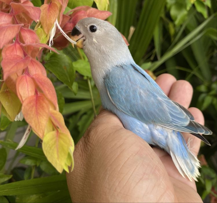 Agapornis domesticado