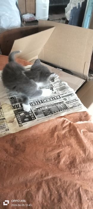 Віддам в добрі руки кошенят