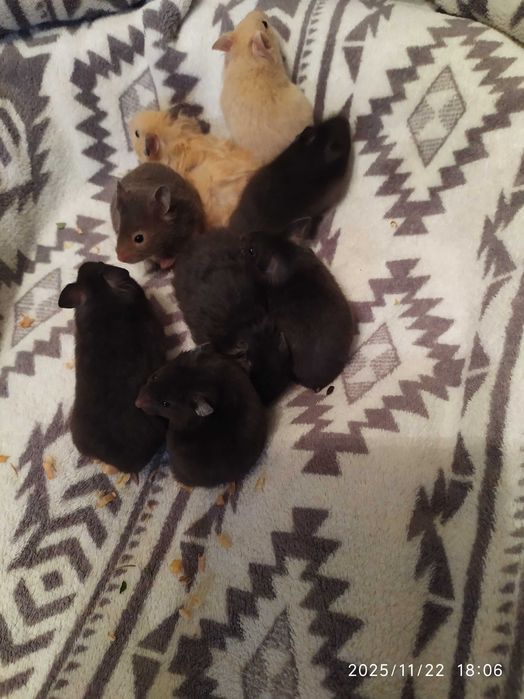 Хомяки , джунгарские хомяки