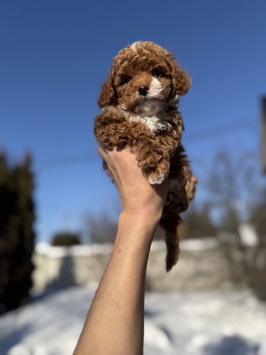 Карамельні мальтіпу