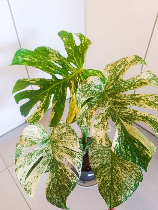Monstera deliciosa mint